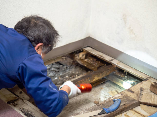 Best Commercial Mold Removal  in Laredo, TX