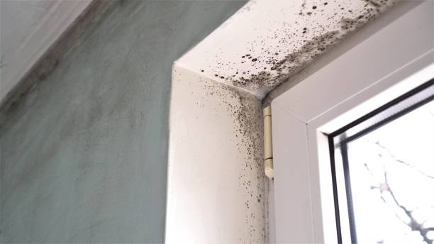 Best Commercial Mold Removal  in Laredo, TX