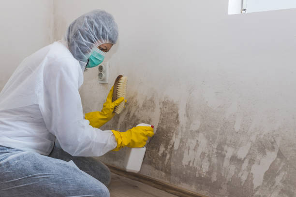 Best Mold Removal Process  in Laredo, TX