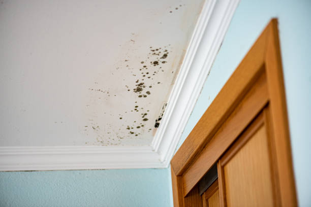 Best Affordable Mold Removal  in Laredo, TX