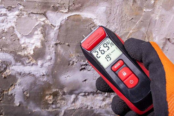 Best Mold Damage Repair  in Laredo, TX
