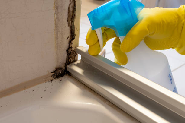 Best Fast Mold Removal  in Laredo, TX