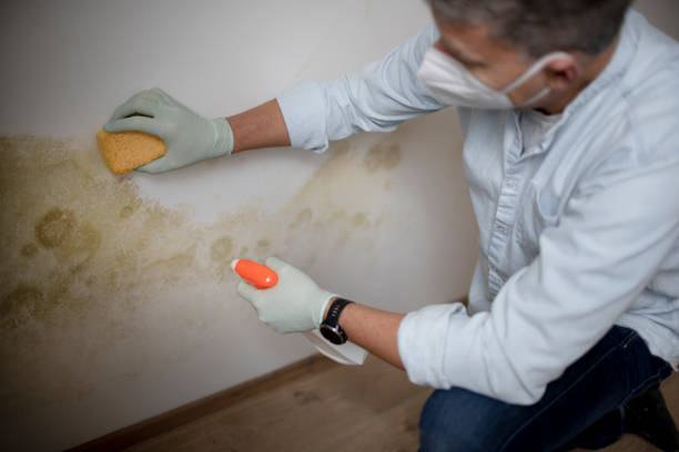  Laredo, TX Mold Removal Pros