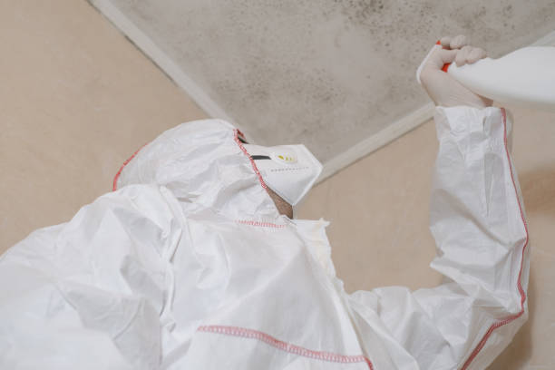 Best Mold Damage Repair  in Laredo, TX