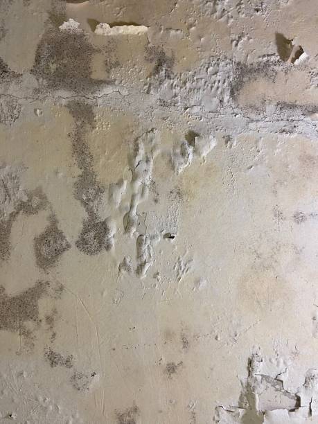 Best Professional Mold Removal  in Laredo, TX