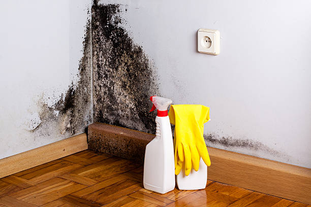 Best Emergency Mold Removal  in Laredo, TX