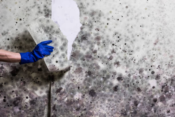 Best Mold Removal and Inspection  in Laredo, TX