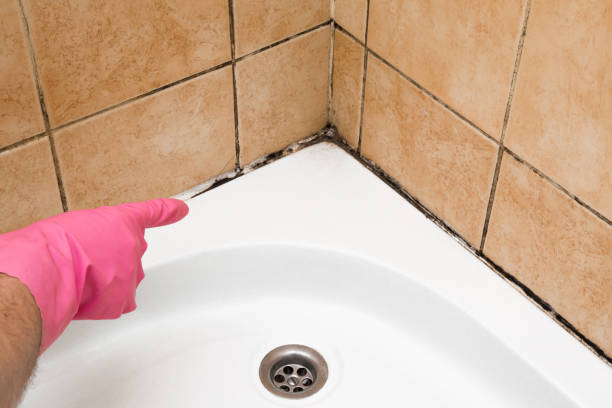 Best Certified Mold Removal  in Laredo, TX